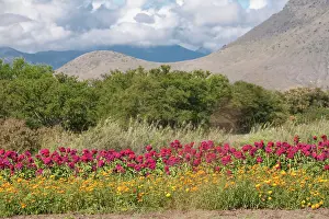 Marigold: Mexico, Oaxaca Province, Oaxaca, flower