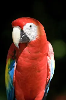 Merrill: Mexico, Yucatan, Merida, scarlet macaw (Ara