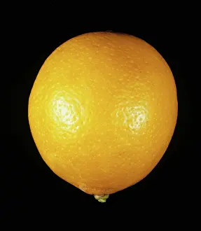 Lemon: Meyer Lemon