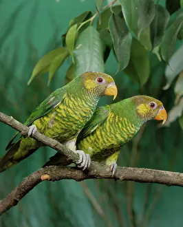 Trichoglossus: Meyer's Lorikeets