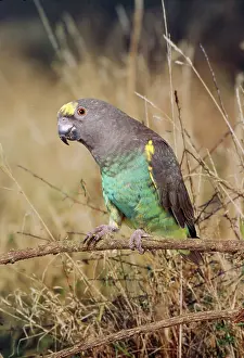 Meyers: Meyer's Parrot