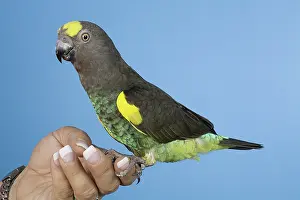 Psittacinae: Meyer's Parrot