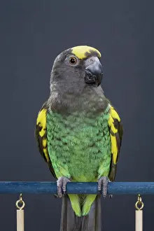 Psittacinae: Meyer's Parrot