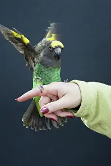 Psittacinae: Meyer's Parrot Landing on Hand