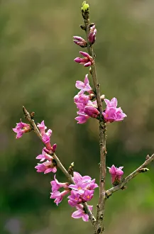 Daphne: Mezereon - in flower - early spring