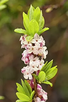 Uncommon: Mezereon in flower in early spring