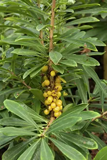 Daphne: Mezereon in fruit