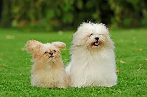Tulear: Mi-Ki miniature dog and a Coton de Tulear in a meadow