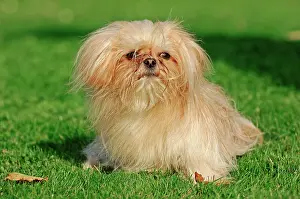 Lawns: Mi-Ki miniature dog Mi-Ki | Mi-Ki