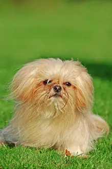Lawns: Mi-Ki miniature dog Mi-Ki | Mi-Ki