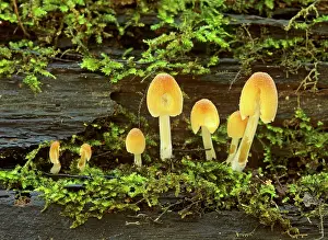 Mica: Mica Cap family - fungus of various sizes growing