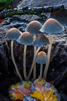 Mica: Mica cap, glistening inky cap (Coprinus micaceus)