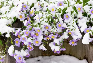 Michaelmas: Michaelmas Daisies (probably Aster x versicolor)