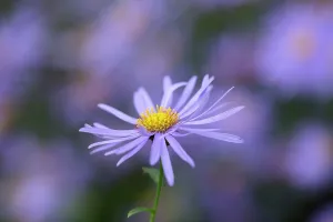 Feminine: Michaelmas daisy, Aster x frikartii Monch, Close