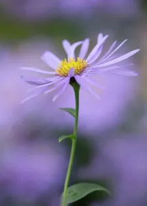 Aster: Michaelmas daisy, Aster x frikartii Monch, Close