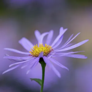 Feminine: Michaelmas daisy, Aster x frikartii Monch, Close