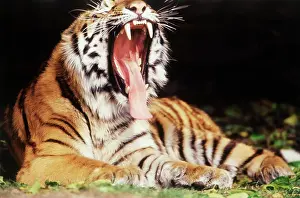Differential: Michigan, Detroit, Detroit Zoo, Tiger at