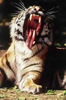 Differential: Michigan, Detroit, Detroit Zoo, Tiger with