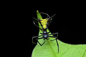 Amazonian: Micrathena (Micrathena schreibersi) on a leaf, Saut