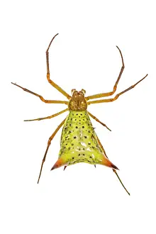 Augustin Esmoris: Micrathena sp. isolated on a white background
