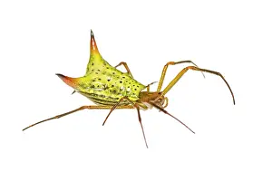 Augustin Esmoris: Micrathena sp. isolated on a white background