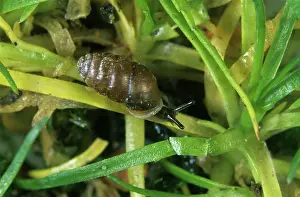 Micro: Micro-snail