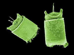 Aurita: Microalga - First microalga allowed to be used in human food