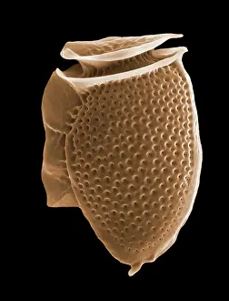 Microalga - the micro-algae have very graphic forms