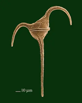 Horridum: Microalga - the micro-algae have very graphic forms