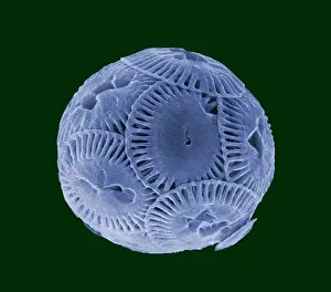 Bulk: Microalga - the micro-algae have very graphic forms