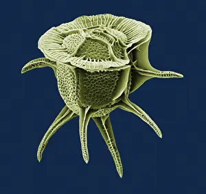 Horrida: Microalgua - Libany - the micro-algae have very