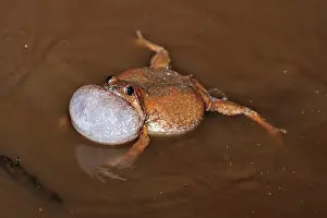 Microhylid: Microhylid Frog
