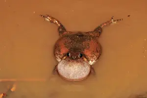 Microhylid: Microhylid Frog