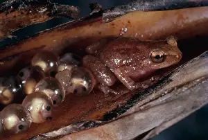 Microhylidae: Microhylid Frog with Eggs