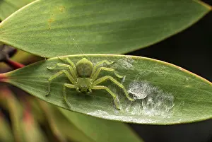 Photogra: Micrommata (Micrommata), Ankanin Ny Nofy, Madagascar