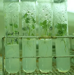 University: Micropropagation