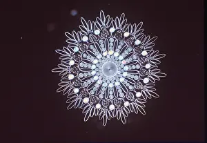 Emma Coghlan: MICROSCOPIC - Design of Diatoms, phytoplankton