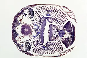 Emma Coghlan: Microscopic Fish Gill - tranverse section through