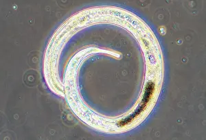 Nematode: Microscopic - Nematode Worm from sediment of garden