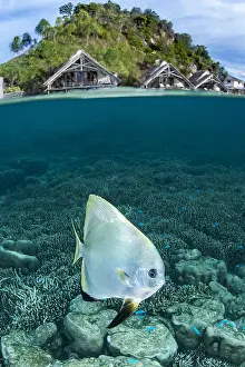Pilotis: Mid-air mid-water view of a Tiera batfish (Platax