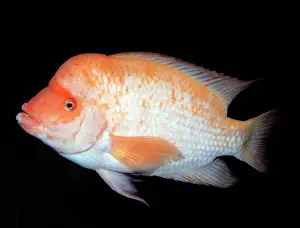 Cichlids: Midas Cichlid