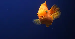 Cichlid: Midas Cichlid, amphilophus citrinellus, Fish swi
