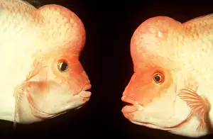 Cichlids: MIDAS CICHLID - pair, face to face