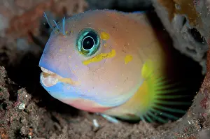 Blenny: Midas Coralblenny