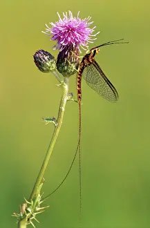Ephemeroptera: Midboreal Mayfly