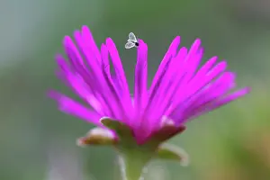 Amoenus: MiddayFlower