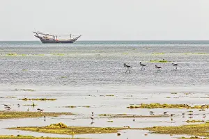Sailing: Middle East, Arabian Peninsula, Al Batinah South