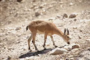 Merrill: Middle East, Israel, Judean Desert near