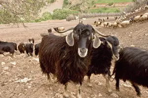 Anatolia: Middle East; Turkey, Anatolia SE Face forward