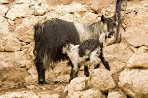 Anatolia: Middle East; Turkey, Anatolia SE Goat nursing